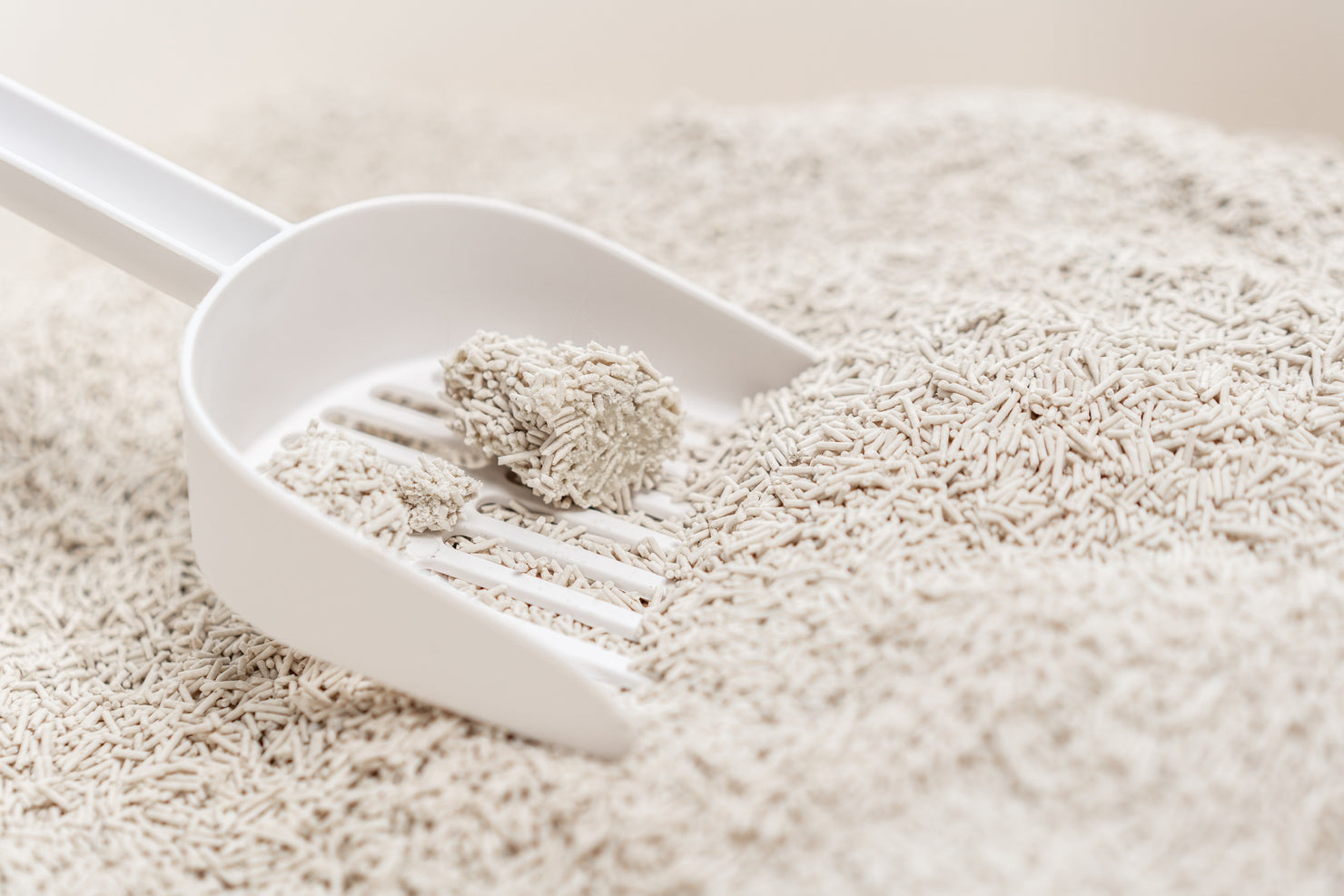 Clean scoop resting in fresh, unscented tofu cat litter