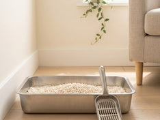A stainless litter tray and scoop in a bright home corner