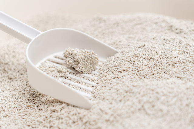 Clean scoop resting in fresh, unscented tofu cat litter
